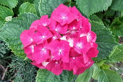 Hortensia