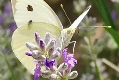 Papillon sur lavande