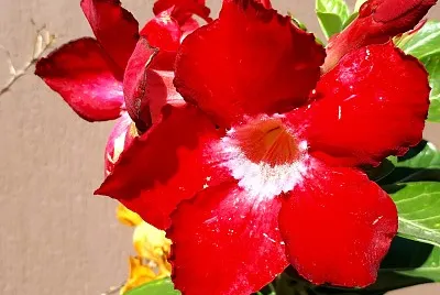 Rosa del desierto