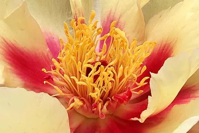 flores