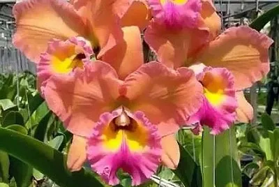 flores jigsaw puzzle