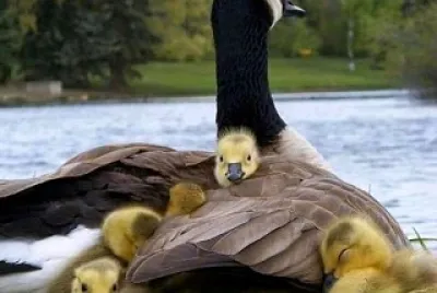 animales