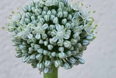 Flor cebolla jigsaw puzzle