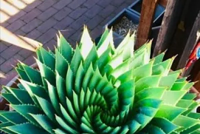 helecho de jardin