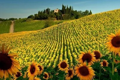 girasoles jigsaw puzzle