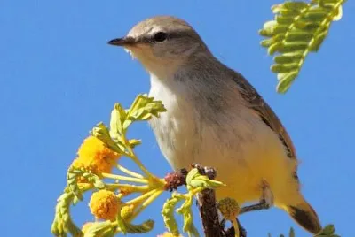 Eremomela ventregiallo