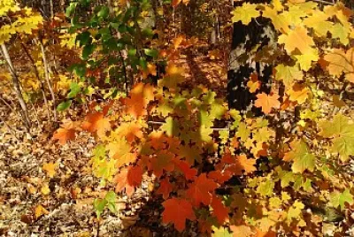 The fall