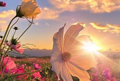flores jigsaw puzzle