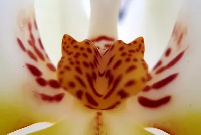 OrquÃ­dea jigsaw puzzle