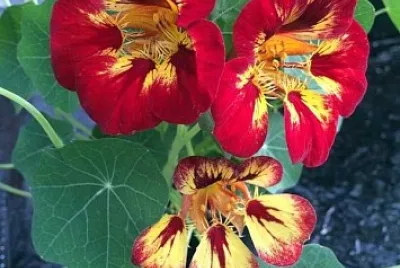 flores