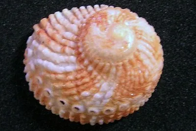 Haliotis pulcherrima