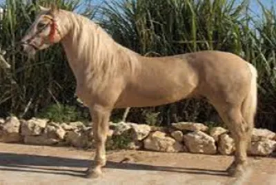 artillero