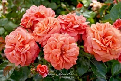 flores