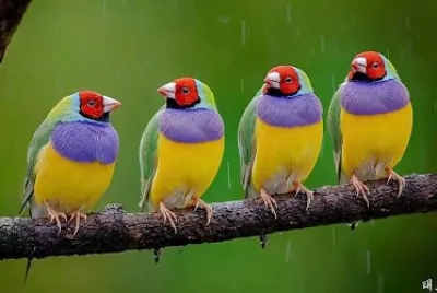 cores