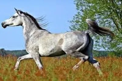 sultÃ¡n