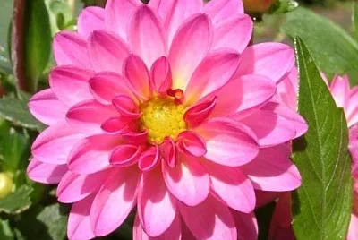 hermosa Dalia jigsaw puzzle