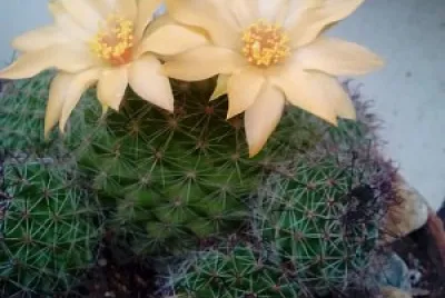 פאזל של cactus floreado