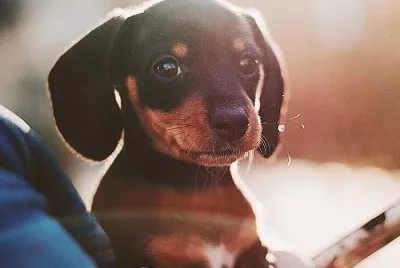 PerritoPequeÃ±o