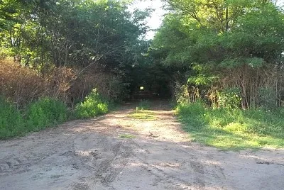 Tunel de Arboles!!!!