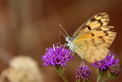 Colotis aurigineus