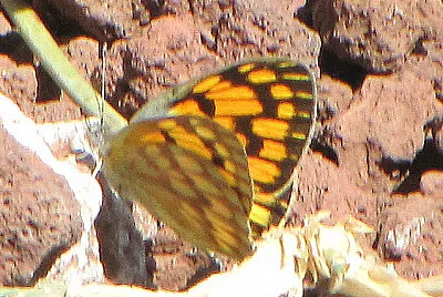Colotis doubleday