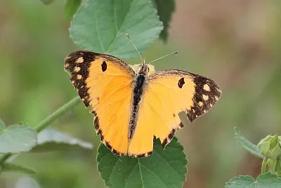 Colotis fausta