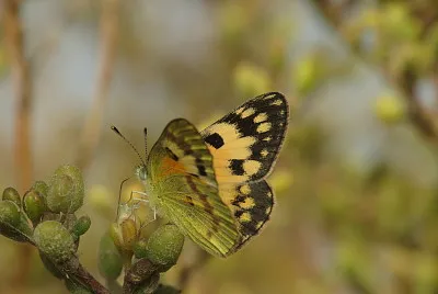 Colotis amata
