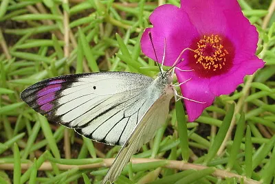 Colotis ione