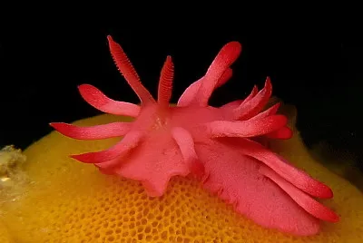 Okenia atkinsonorum jigsaw puzzle