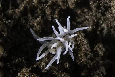 Okenia brunneomaculata