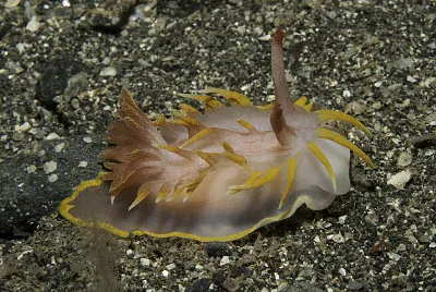Okenia elegans