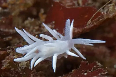 Okenia felis