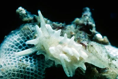 Okenia japonica