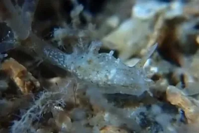 Okenia zoobotryon