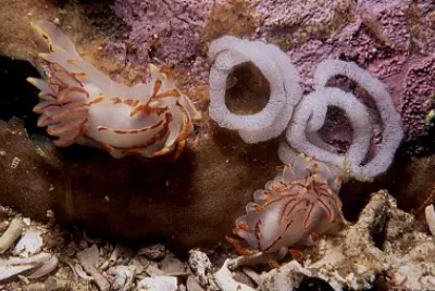 Okenia amoenula