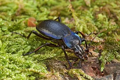 Carabus problematicus