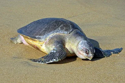 Bastarda olivacea