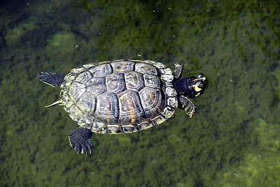 Cooter di fiume jigsaw puzzle