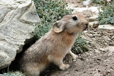 Ladakh pika jigsaw puzzle