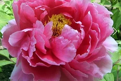 flores jigsaw puzzle