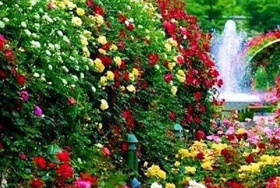 Flores y Cascada jigsaw puzzle