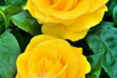 Rosas Amarillas jigsaw puzzle