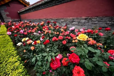 flores
