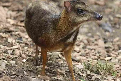 Kancil malese