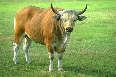 Banteng