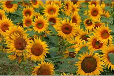 girasoli jigsaw puzzle