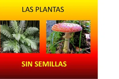 PLANTAS SIN SEMILLA jigsaw puzzle