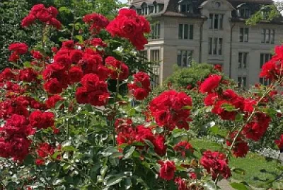 flores