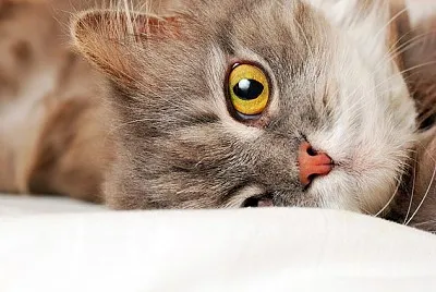 Cat jigsaw puzzle
