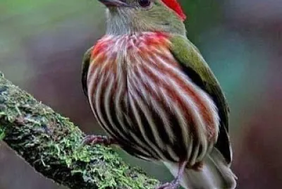 natural